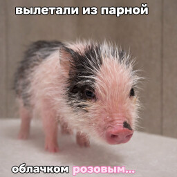 Icon for Терли свинки друг другу спинки