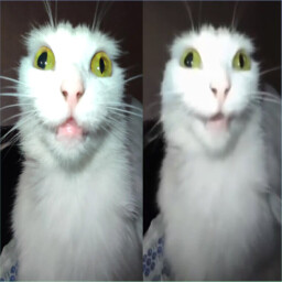 Icon for Безумная Кошка