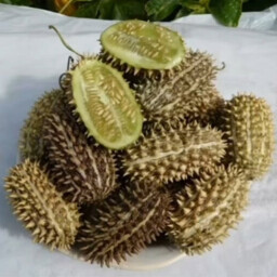 Icon for Дикий огурец