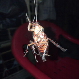 Icon for Disgusting. Nutritious.