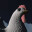 Chicken Inc. icon