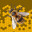 Hive Thrive icon