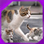 Icon for level 29