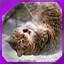 Icon for level 22