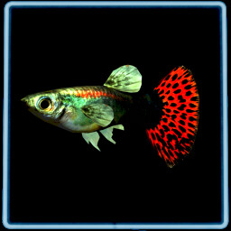 My Happy Fish. achievement icon for I Am Emma