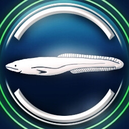 New Zealand longfin eel