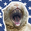 Icon for Cat Got Your Tongue?