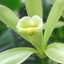 Vanilla Flower