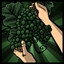 Icon for Grape Picking
