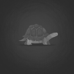 Kassiopeia the Tortoise