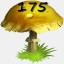 Mushrooms Collected 175