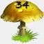 Mushrooms Collected 34