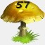 Mushrooms Collected 57