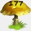 Mushrooms Collected 177