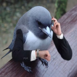 Business bird