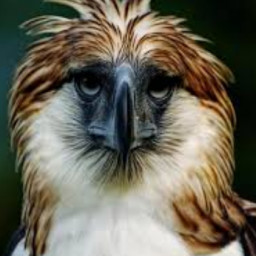 Philippine eagle