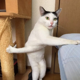 Gymnastic cat