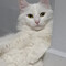 DobbyW CAT