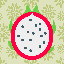 1680_Dragon Fruit_13