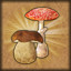 Mushroom picker