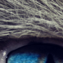 Cat eyes №2
