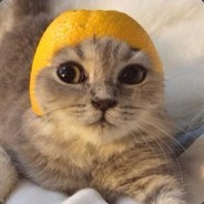 Cat with lemon on the head