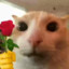 Catwithrose / Catto