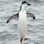 Icon for  Pinguin