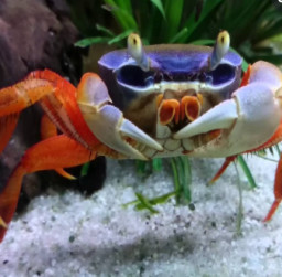 A cool crab