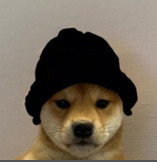 Dog with hat