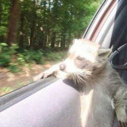 Raccoon in car