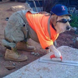 Dog the builder