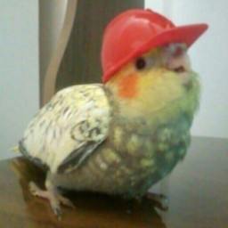Parrot the the bricklayer