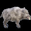 Boar
