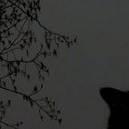 Cat in the night