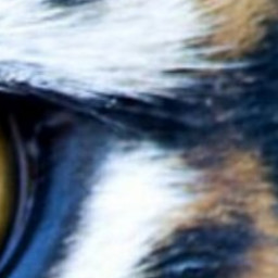 Tiger eyes