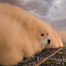 Storm dog