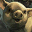 Icon for Pig Gets It