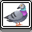 Pigeon