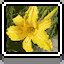 Daffodil