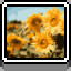 Icon for Sunflowers