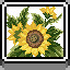 Icon for Sunflowers