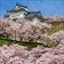 Sakura - Japanese Cherry Blossoms - #9