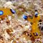 Sea Slugs - Gems of the Sea - #9