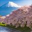 Sakura - Japanese Cherry Blossoms - #1