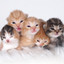 Cute Lovely Cats #3