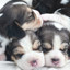 Cute Lovely Dogs #7