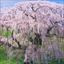 Sakura - Japanese Cherry Blossoms - #5