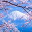 Sakura - Japanese Cherry Blossoms - #10