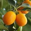 kumquat™